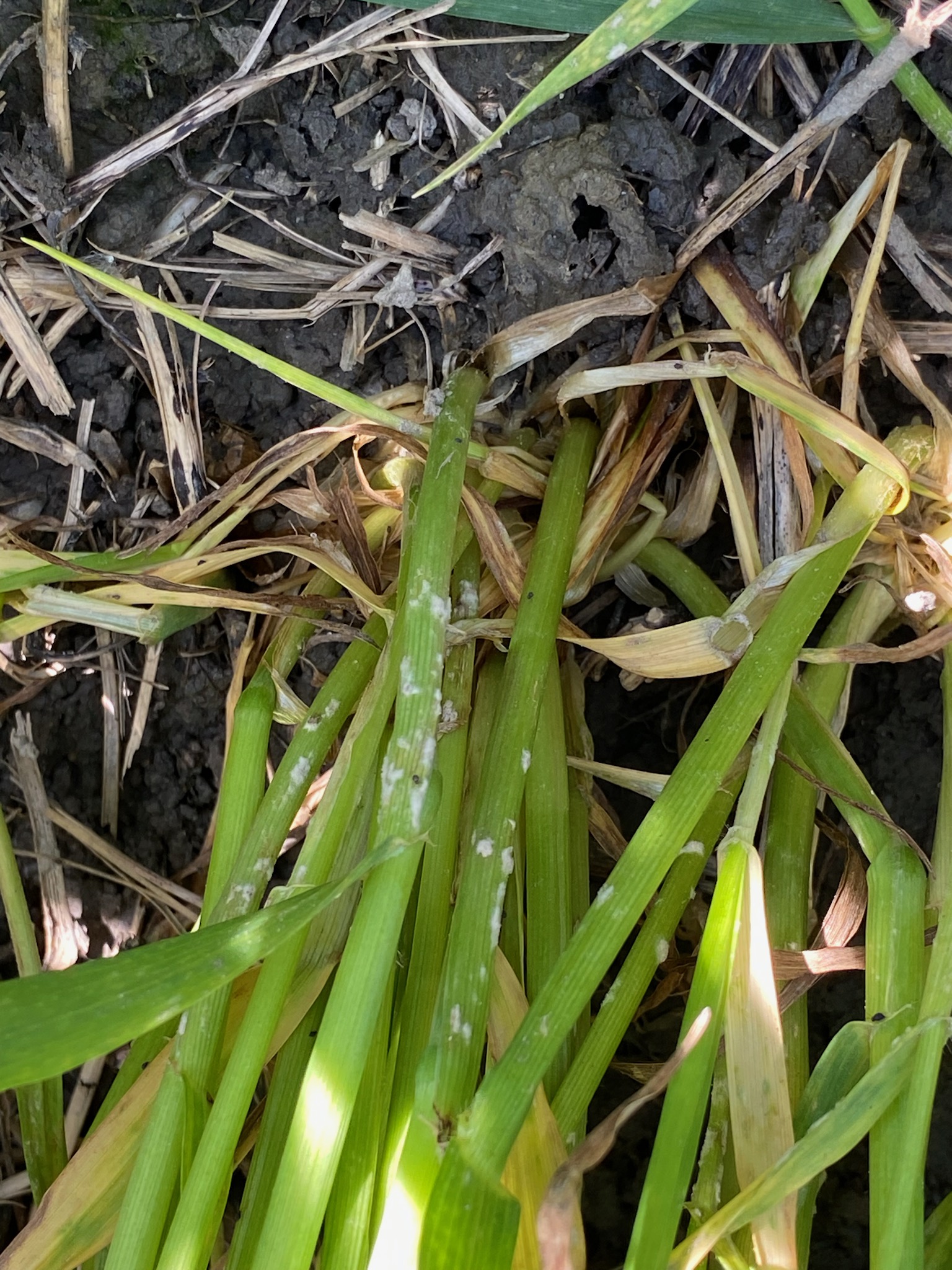 Closeup of wheat.